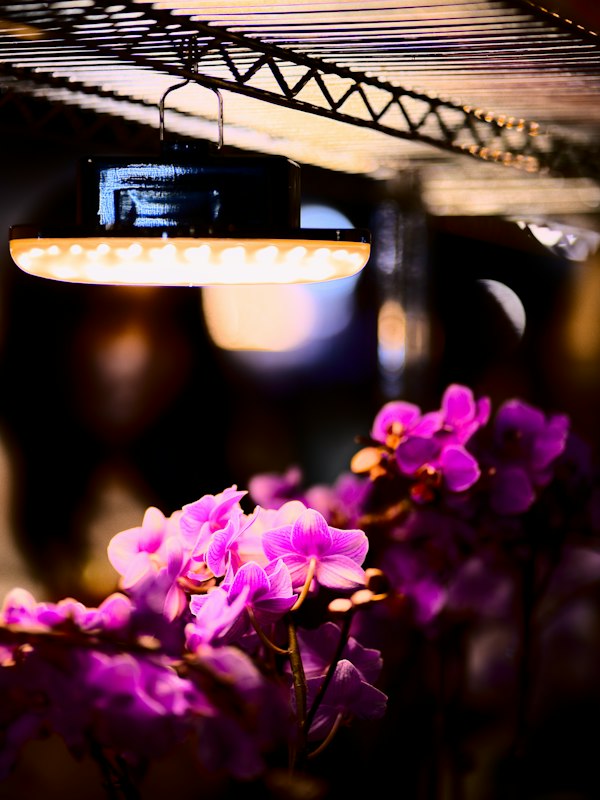 Fleurs en pot sous un luminaire horticole DEL Fleurs en pot sous un luminaire horticole DEL