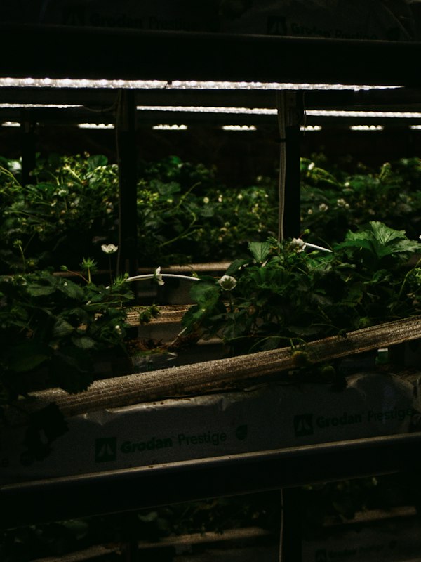 Rangées de plants cultivés sous un éclairage horticole DEL Rangées de plants cultivés sous un éclairage horticole DEL