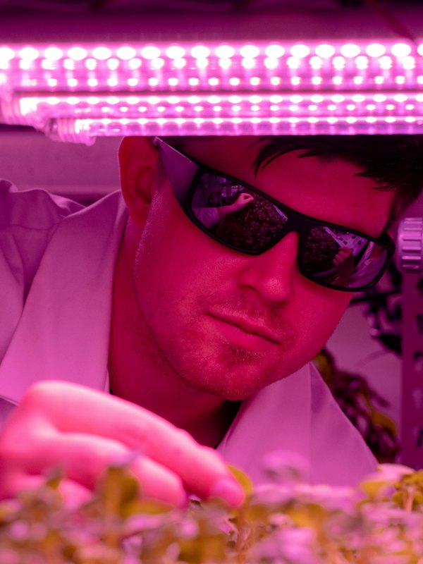 Technicien qui inspecte des semis sous un éclairage horticole DEL Technicien qui inspecte des semis sous un éclairage horticole DEL